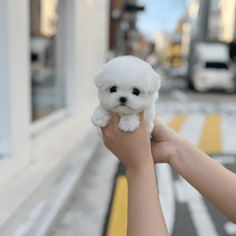 Kids Interactive Robot Dog Toy Realistic Movements - LICHTZOONE